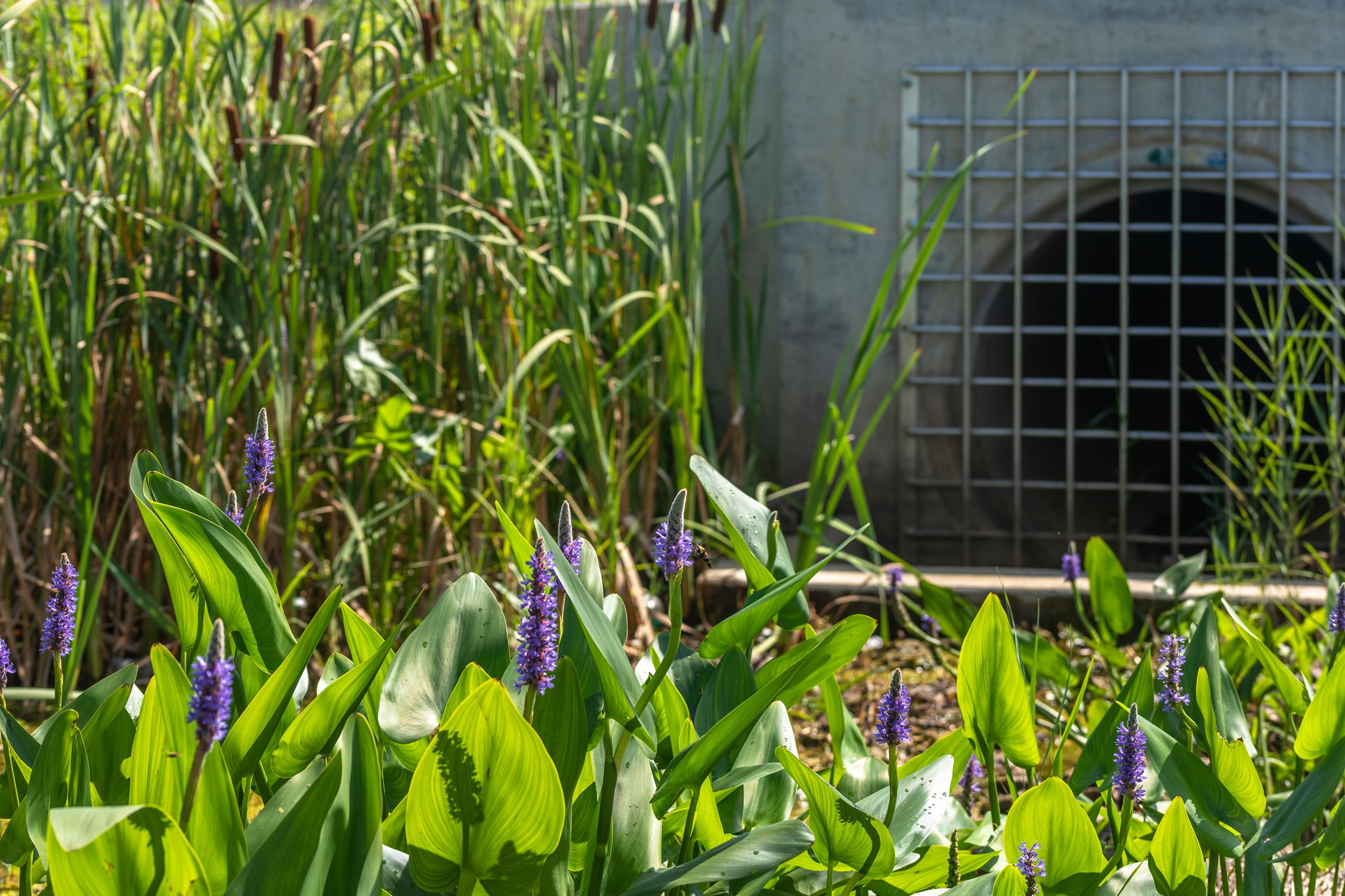 Wetlands Storm Drain